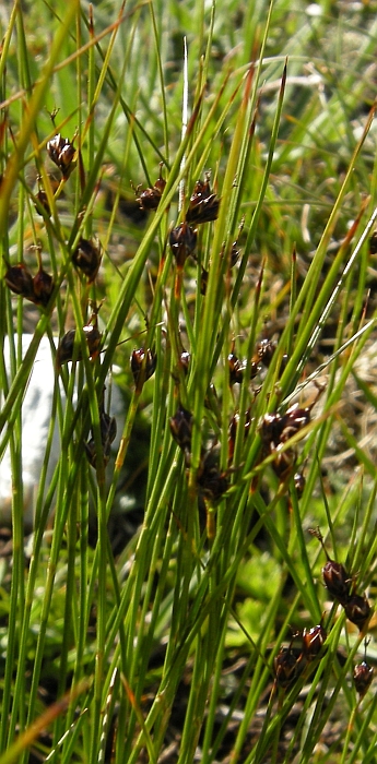 Juncus trifidus s.l.